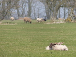FZ012173 Lambs.jpg